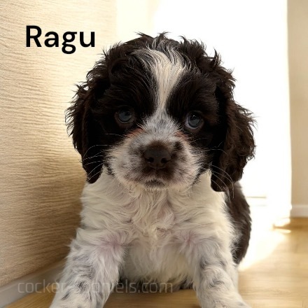 puppy, for, sale, Cocker Spaniel, Joe & Cherri  Overlease, dog, breeder, Miller, MO, dog-breeder, puppy-for-sale, forsale, nearby, find, puppyfind, locator, puppylocator, aca